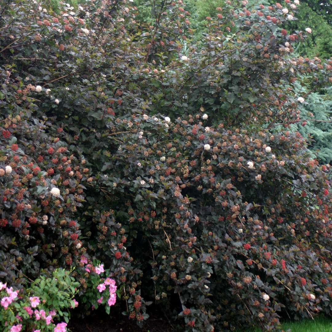 Diablo Physocarpus in a landscape bed